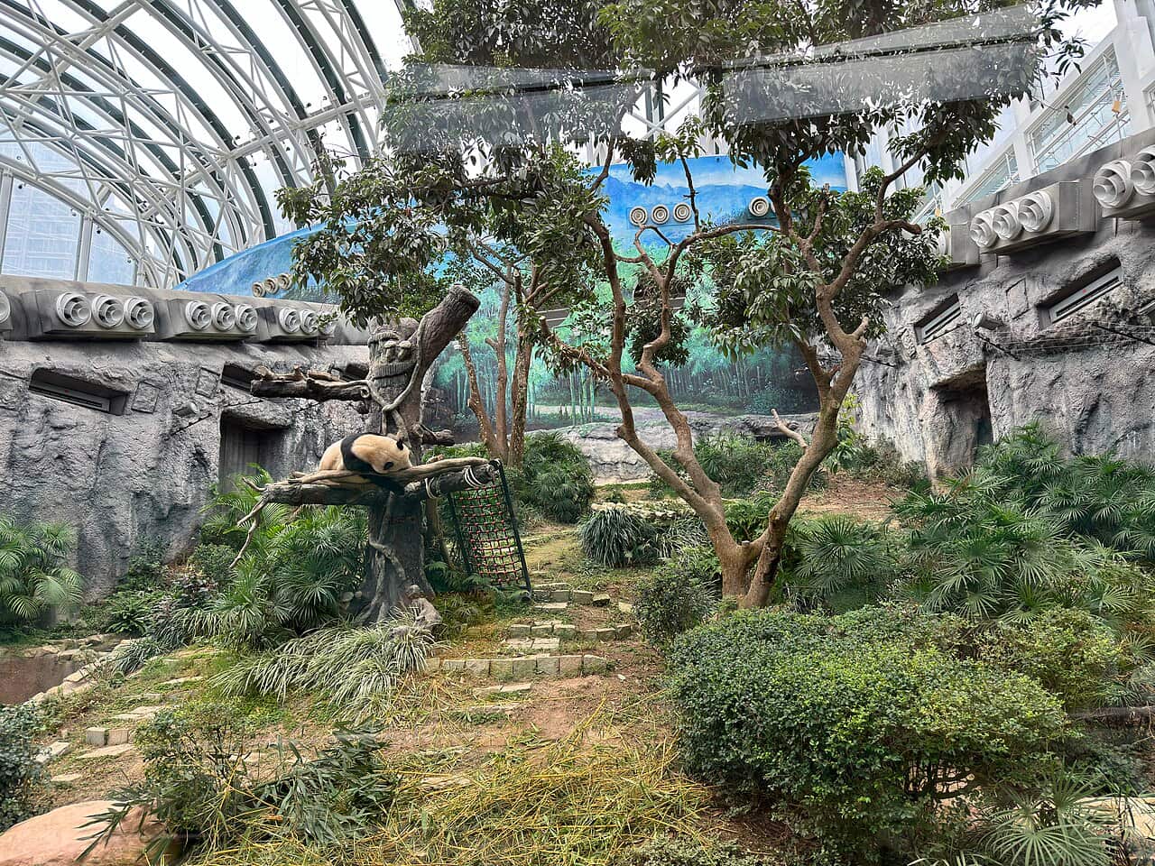 澳門大熊貓館